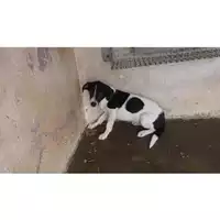 Foto dell\'animale COMUNE DI OTTAVIANO - 380260043092001