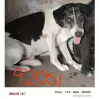 Foto dell\'animale COMUNE DI OTTAVIANO - 380260043092001