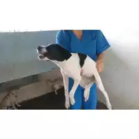 Foto dell\'animale COMUNE DI OTTAVIANO - 380260043092149