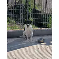 Foto dell\'animale COMUNE DI OTTAVIANO - 380260043092149