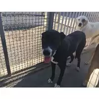 Foto dell\'animale COMUNE DI SAN GIUSEPPE VESUVIANO - 380260043096459