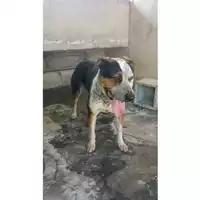 Foto dell\'animale COMUNE DI OTTAVIANO - 380260043076372
