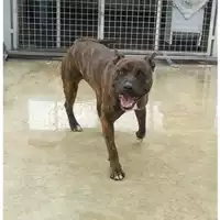Foto dell\'animale COMUNE DI STRIANO - 380260043094433