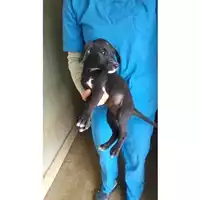 Foto dell\'animale COMUNE DI POMPEI - 380260043088932