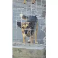 Foto dell\'animale COMUNE DI SAN GIUSEPPE VESUVIANO - 380260043089105