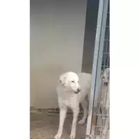 Foto dell\'animale COMUNE DI OTTAVIANO - 380260043085573