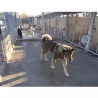 Foto dell\'animale COMUNE DI TORRE DEL GRECO - 380260043093916