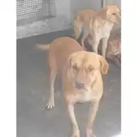 Foto dell\'animale COMUNE DI TORRE DEL GRECO - 380260042397093