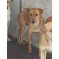 Foto dell\'animale COMUNE DI TORRE DEL GRECO - 380260042623277