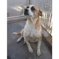 Foto dell\'animale COMUNE DI TORRE DEL GRECO - 380260041097058