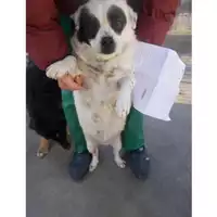 Foto dell\'animale COMUNE DI TORRE DEL GRECO - 380260010306706