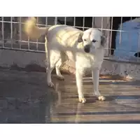 Foto dell\'animale COMUNE DI TORRE DEL GRECO - 972000000527936