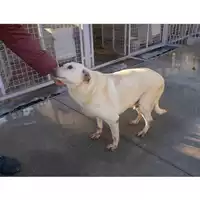 Foto dell\'animale COMUNE DI TORRE DEL GRECO - 977200004308745