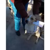 Foto dell\'animale COMUNE DI TORRE DEL GRECO - 380260042672740