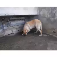 Foto dell\'animale COMUNE DI TORRE DEL GRECO - 380260042678516