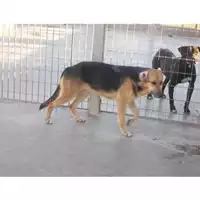 Foto dell\'animale COMUNE DI TORRE DEL GRECO - 380260042673997