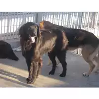 Foto dell\'animale COMUNE DI TORRE DEL GRECO - 380260042623453
