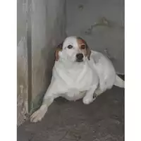 Foto dell\'animale COMUNE DI TORRE DEL GRECO - 941000002132437