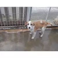 Foto dell\'animale COMUNE DI SAN GIUSEPPE VESUVIANO - 380260043088821
