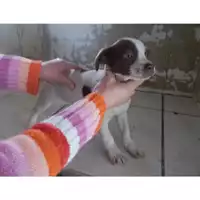 Foto dell\'animale COMUNE DI POMPEI - 380260043088068