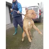 Foto dell\'animale COMUNE DI SANT'EGIDIO DEL MONTE ALBINO - 380260042971022