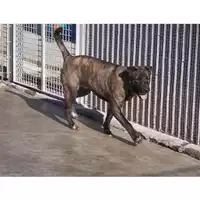 Foto dell\'animale COMUNE DI TORRE DEL GRECO - 380260043089205