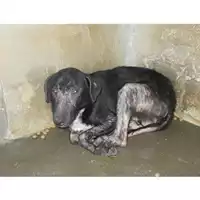 Foto dell\'animale COMUNE DI OTTAVIANO - 380260043087678