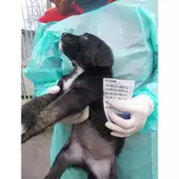 Foto dell\'animale COMUNE DI SAN GIUSEPPE VESUVIANO - 380260043069194