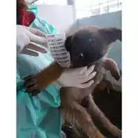Foto dell\'animale COMUNE DI SAN GIUSEPPE VESUVIANO - 380260043068329