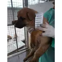 Foto dell\'animale COMUNE DI SAN GIUSEPPE VESUVIANO - 380260043086789