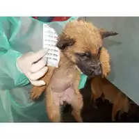 Foto dell\'animale COMUNE DI SAN GIUSEPPE VESUVIANO - 380260043086746