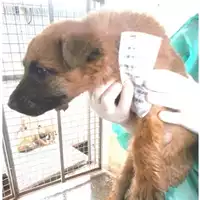 Foto dell\'animale COMUNE DI SAN GIUSEPPE VESUVIANO - 380260043086782