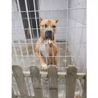 Foto dell\'animale COMUNE DI SCISCIANO - 380260043088137