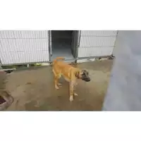 Foto dell\'animale COMUNE DI OTTAVIANO - 380260043068448