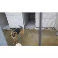 Foto dell\'animale COMUNE DI OTTAVIANO - 380260043067900