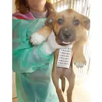 Foto dell\'animale COMUNE DI TERZIGNO - 380260043076086