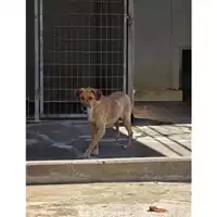 Foto dell\'animale COMUNE DI TERZIGNO - 380260043076086