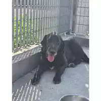 Foto dell\'animale COMUNE DI TERZIGNO - 380260043094956