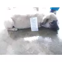 Foto dell\'animale COMUNE DI OTTAVIANO - 380260043088142