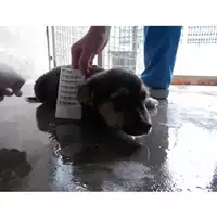 Foto dell\'animale COMUNE DI OTTAVIANO - 380260043090414
