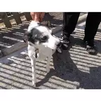 Foto dell\'animale COMUNE DI OTTAVIANO - 380260043499885