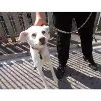 Foto dell\'animale COMUNE DI OTTAVIANO - 380260043500445