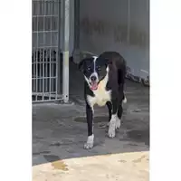 Foto dell\'animale COMUNE DI SAN GIUSEPPE VESUVIANO - 380260043506283