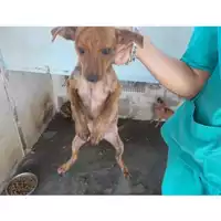Foto dell\'animale COMUNE DI TERZIGNO - 380260043486147