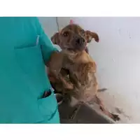 Foto dell\'animale COMUNE DI TERZIGNO - 380260043545458