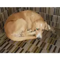Foto dell\'animale COMUNE DI OTTAVIANO - 380260043486336