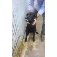 Foto dell\'animale COMUNE DI SAN VITALIANO - 380260043511263