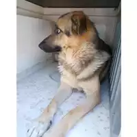 COMUNE DI CANOSA DI PUGLIA - 380260043170215
