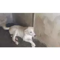 Foto dell\'animale COMUNE DI OTTAVIANO - 380260043502441