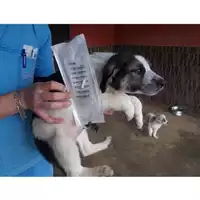 Foto dell\'animale COMUNE DI OTTAVIANO - 380260043530423